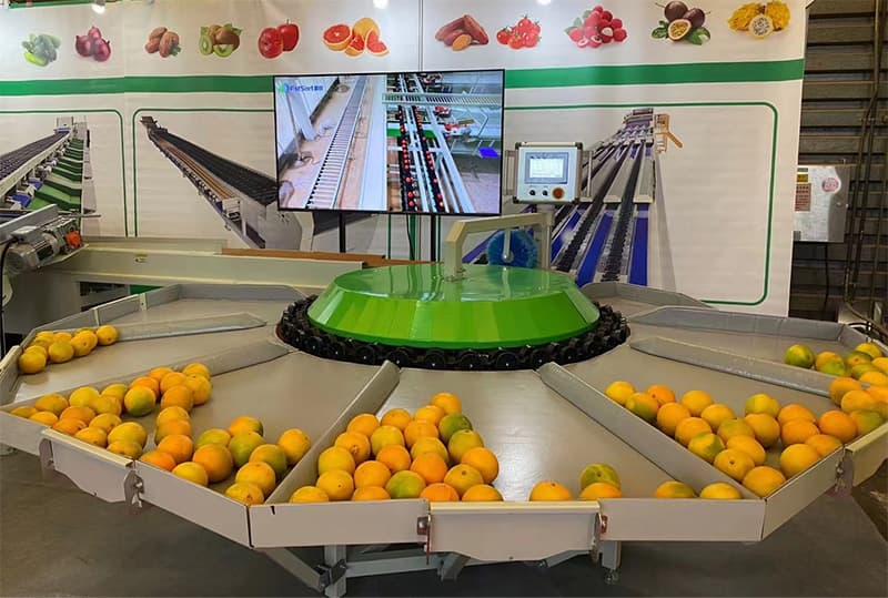 citrus sorting line.jpg